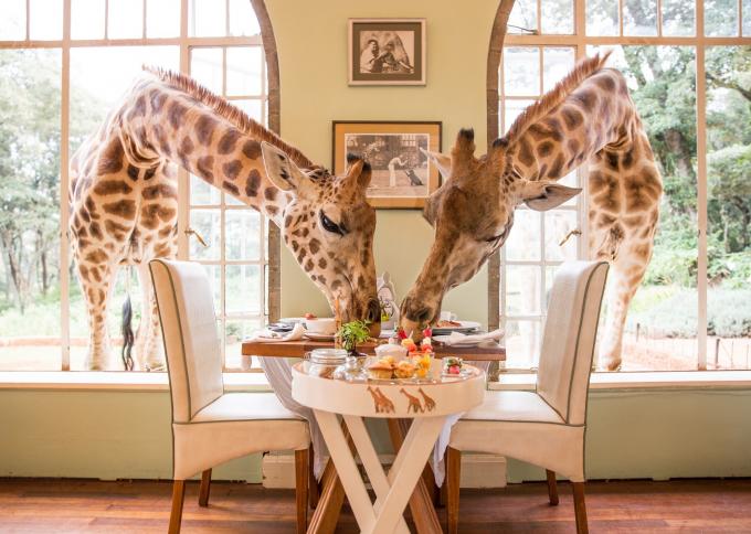Safari w Masai Mara oraz śniadanie z żyrafami